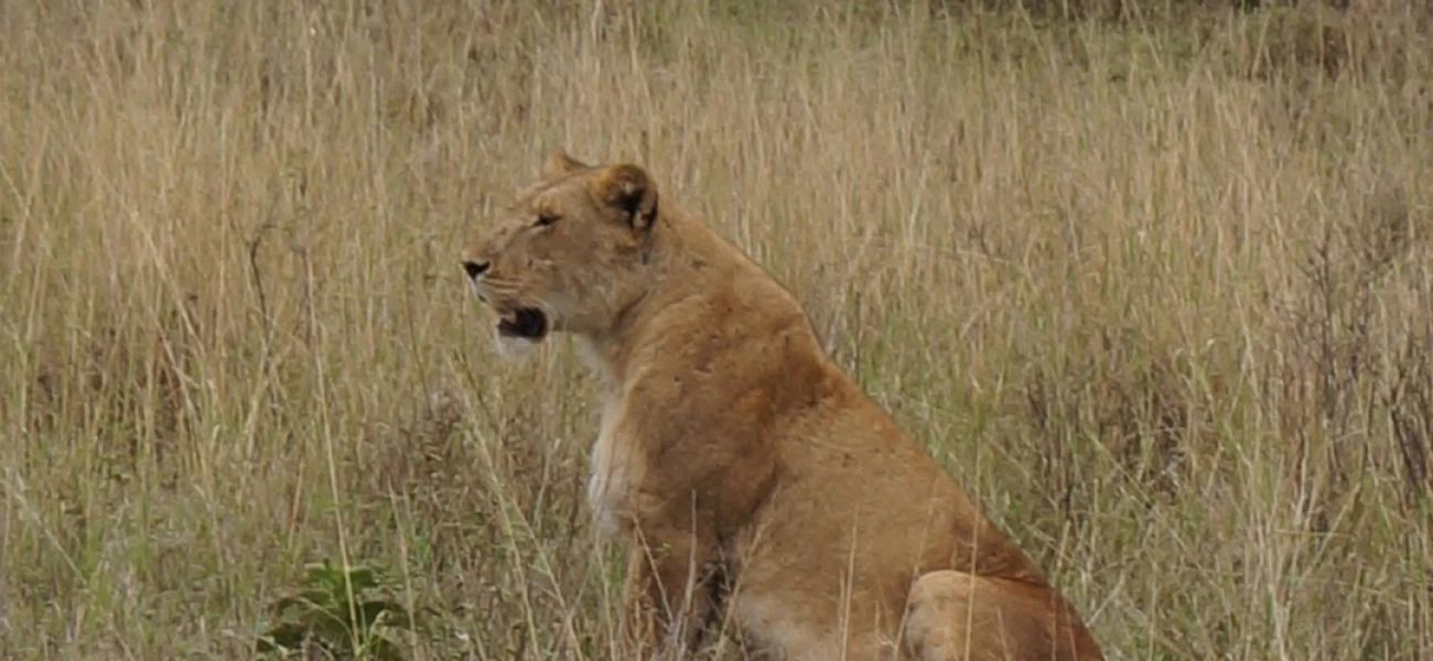 lioness waiting for hunting