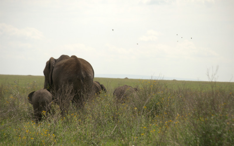 Kenya safaris